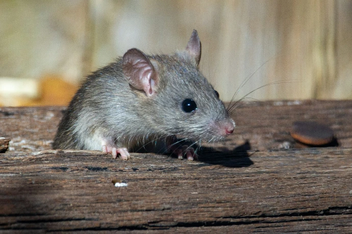 Rat