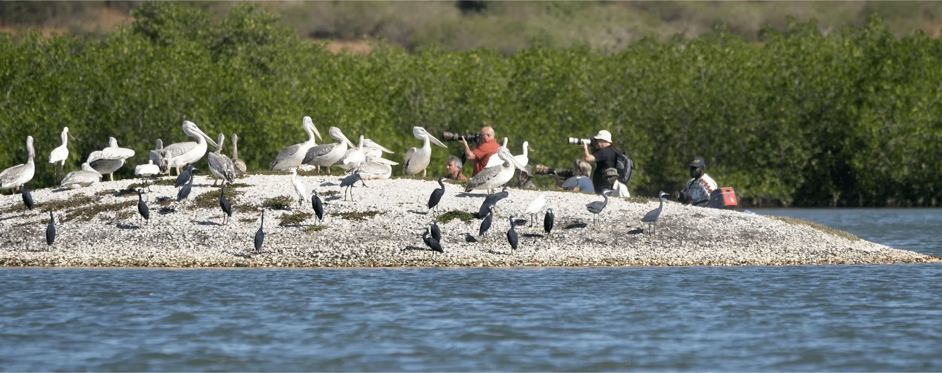 oiseaux photographes