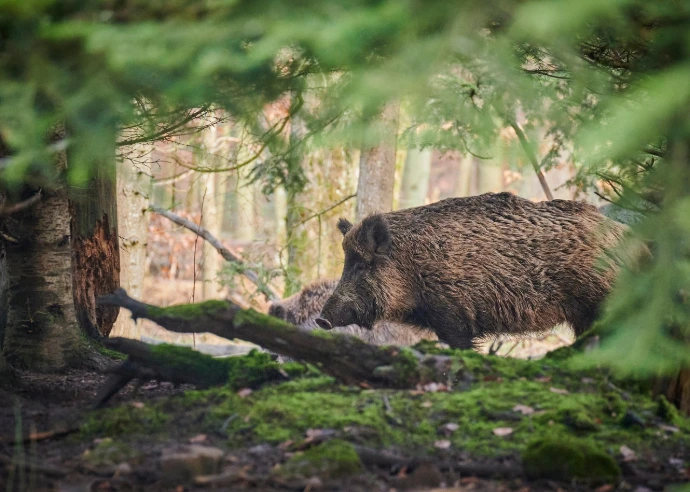 Verrekijkers ontworpen voor het observeren van wildlife