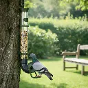 MangeoirePalombeapigeonjardin.webp