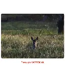 HABROK 4K Vivid Images at Twilight_2.2.webp