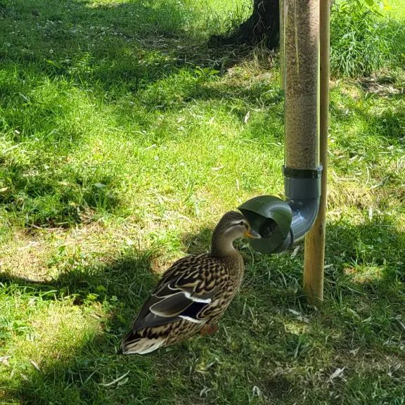 Robuster und wasserdichter Entenfutterspender ohne Abfall (Undurchsichtig - 3kg)