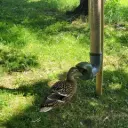 Mangeoire pour canards anti-gaspillage robuste et étanche