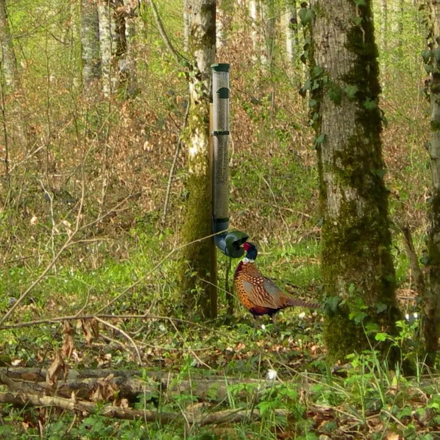 Feeder for pheasants, partridges, and quails, waste-free and durable (Opaque)