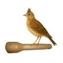 Les Zapos Skylark Call