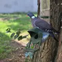 Mangeoire pour pigeons - Robuste et anti-nuisibles